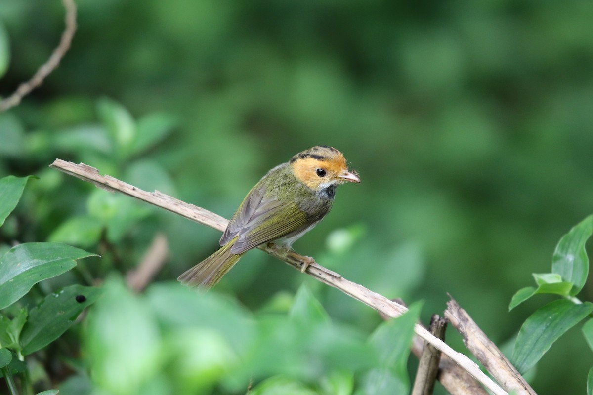 Rufous-faced Warbler - 任謙 黃