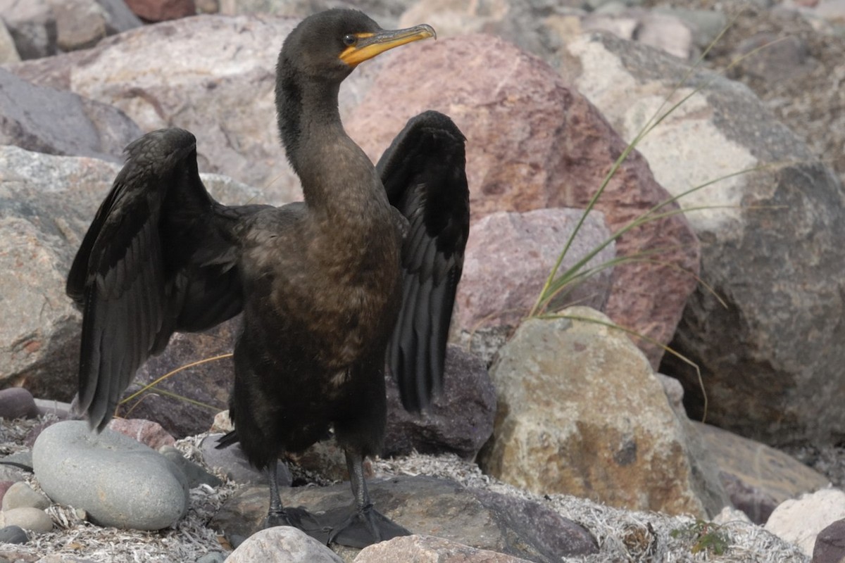 Double-crested Cormorant - Georges Olioso