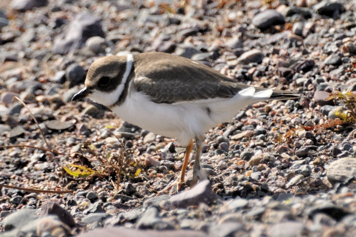 Semipalmated Plover - Georges Olioso