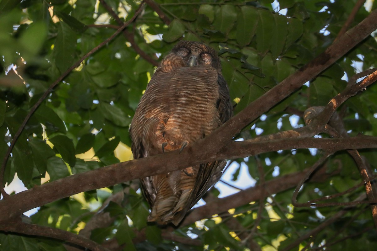 Rufous Owl - Ged Tranter