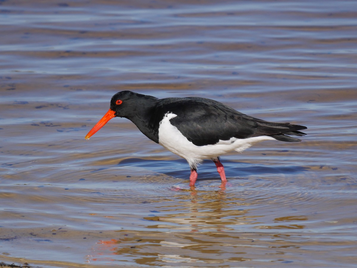 Pied Oystercatcher - Peter Lowe
