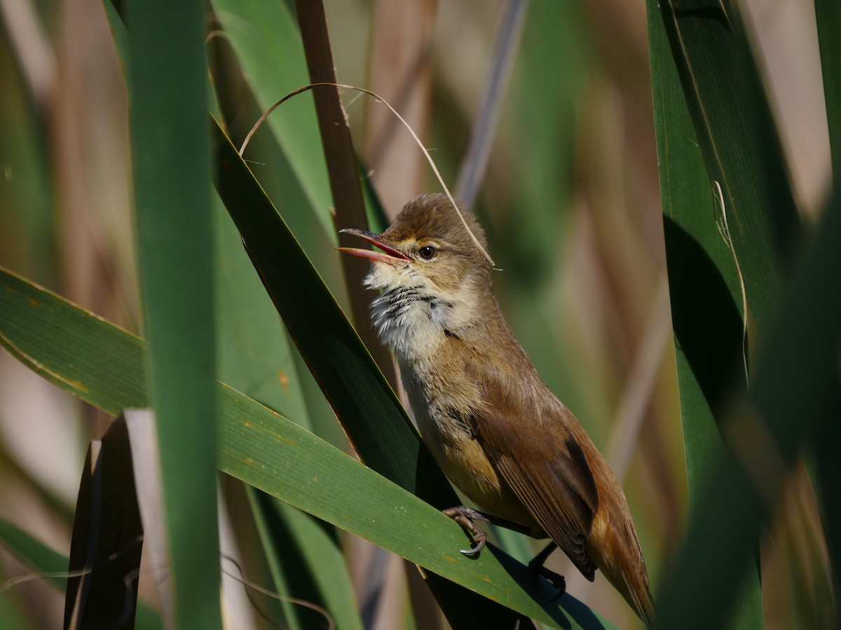 Australian Reed Warbler - Peter Lowe