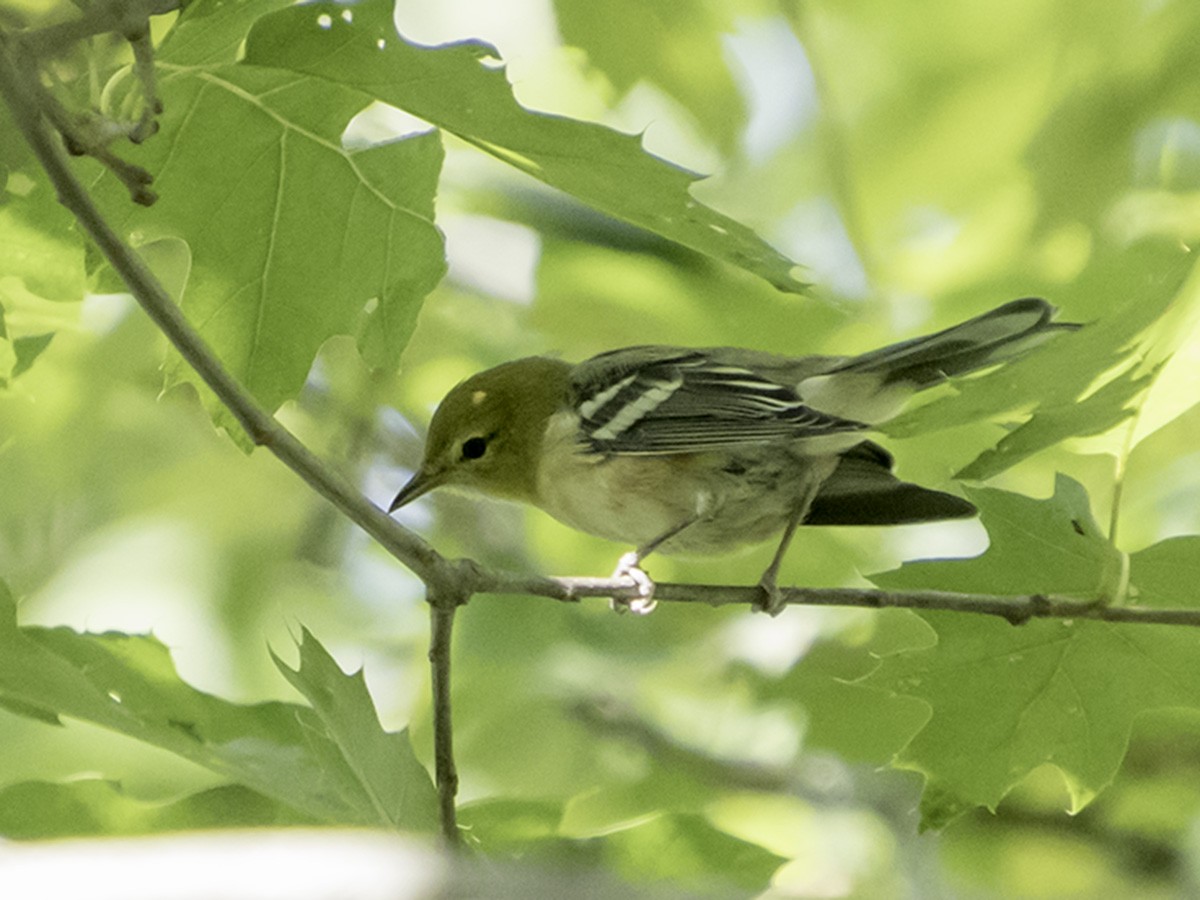 Bay-breasted Warbler - ML66945901