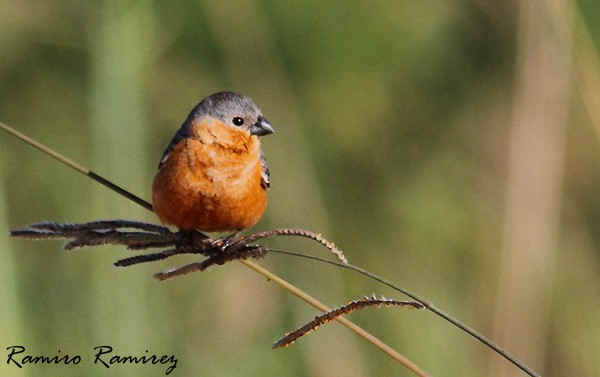 Tawny-bellied Seedeater - ML66946141