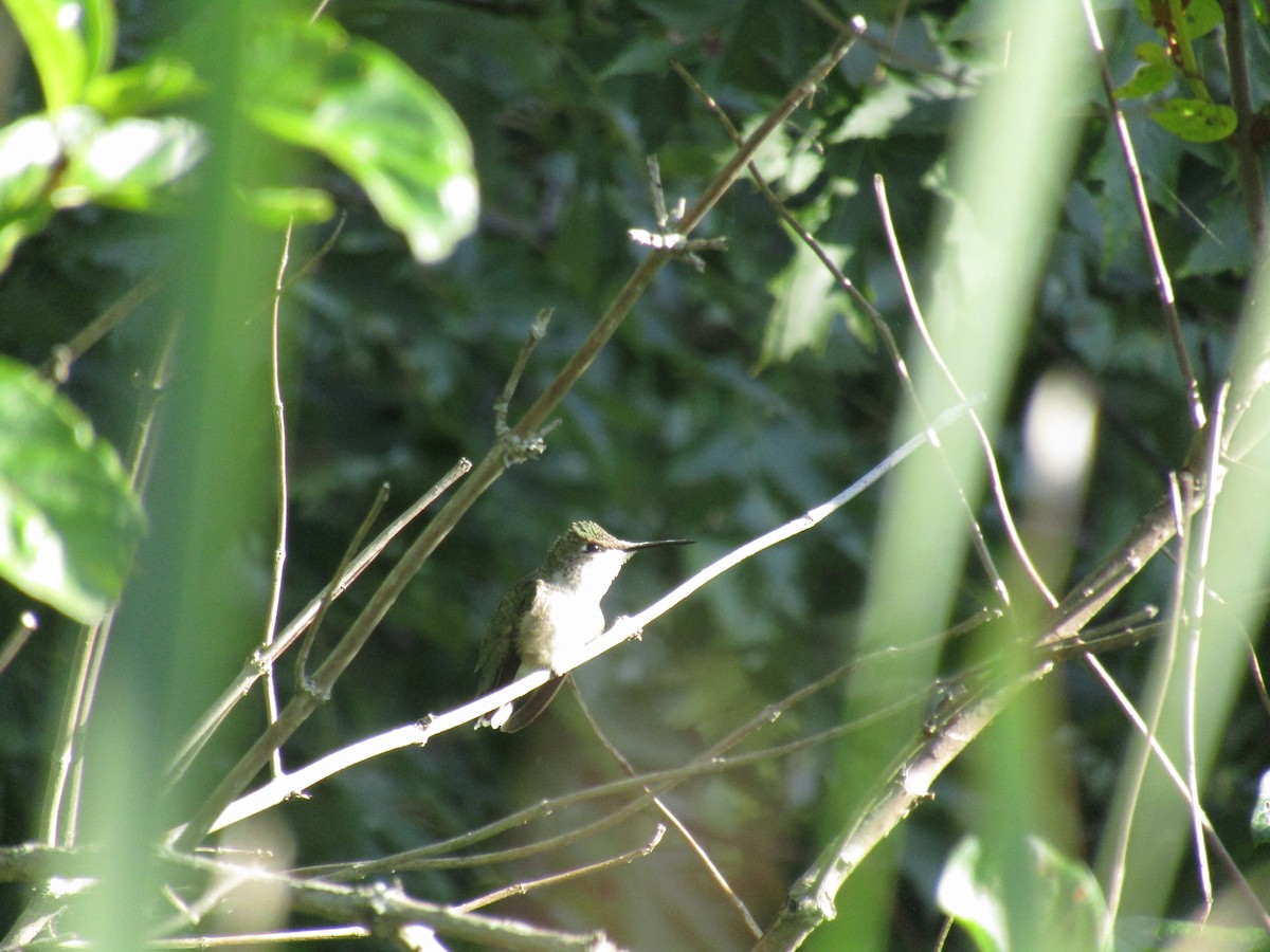 Ruby-throated Hummingbird - Melani Sleder