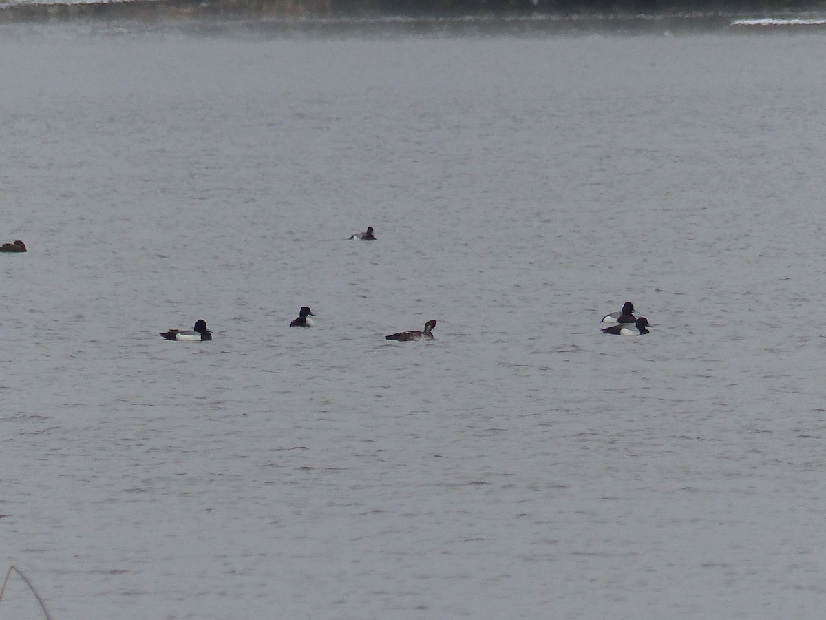Greater Scaup - ML66947441