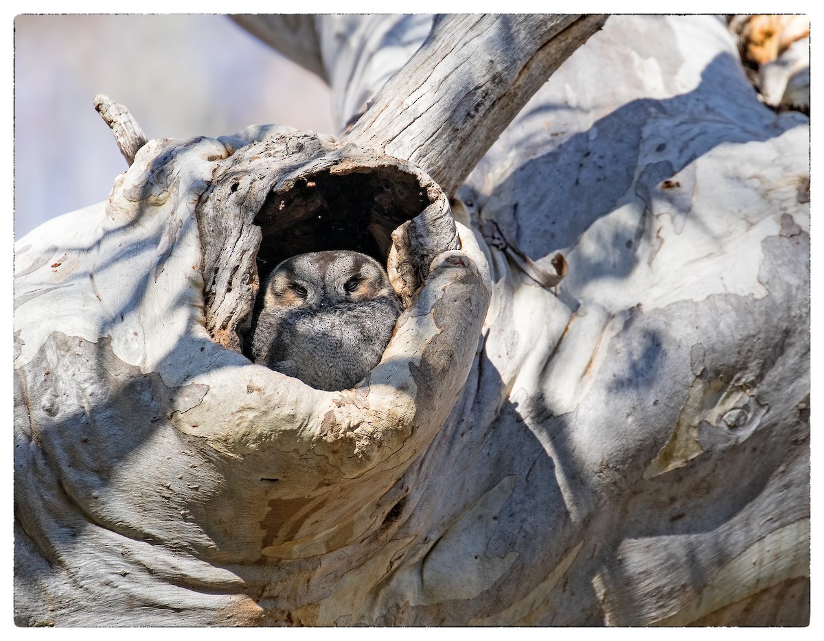 Australian Owlet-nightjar - ML66947681
