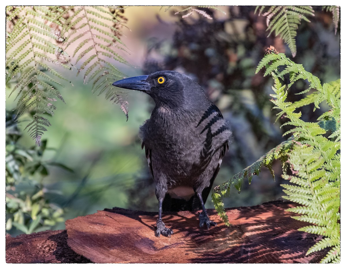 Pied Currawong - ML66947711