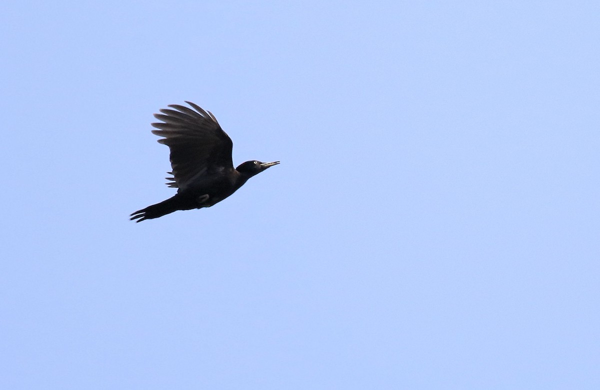 Black Woodpecker - ML66948081