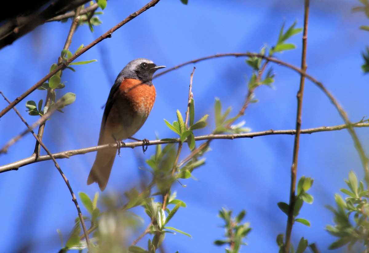Common Redstart - Patrick MONNEY