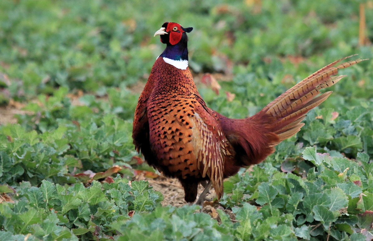 Ring-necked Pheasant - Patrick MONNEY