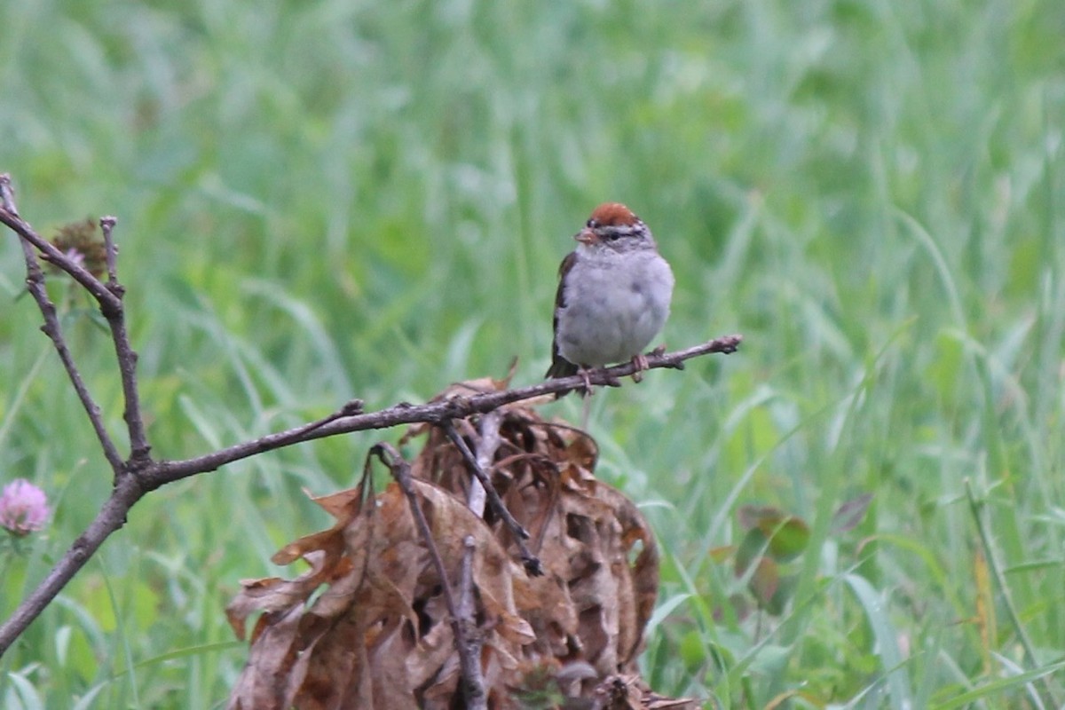 Chipping Sparrow - Michael Warner