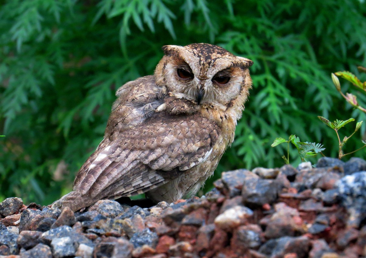 Indian Scops-Owl - ashok raj v m