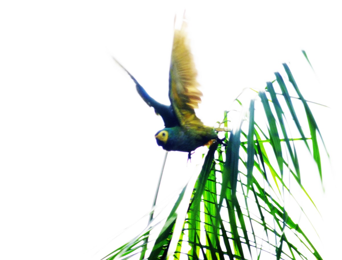 Red-bellied Macaw - Scott Winton