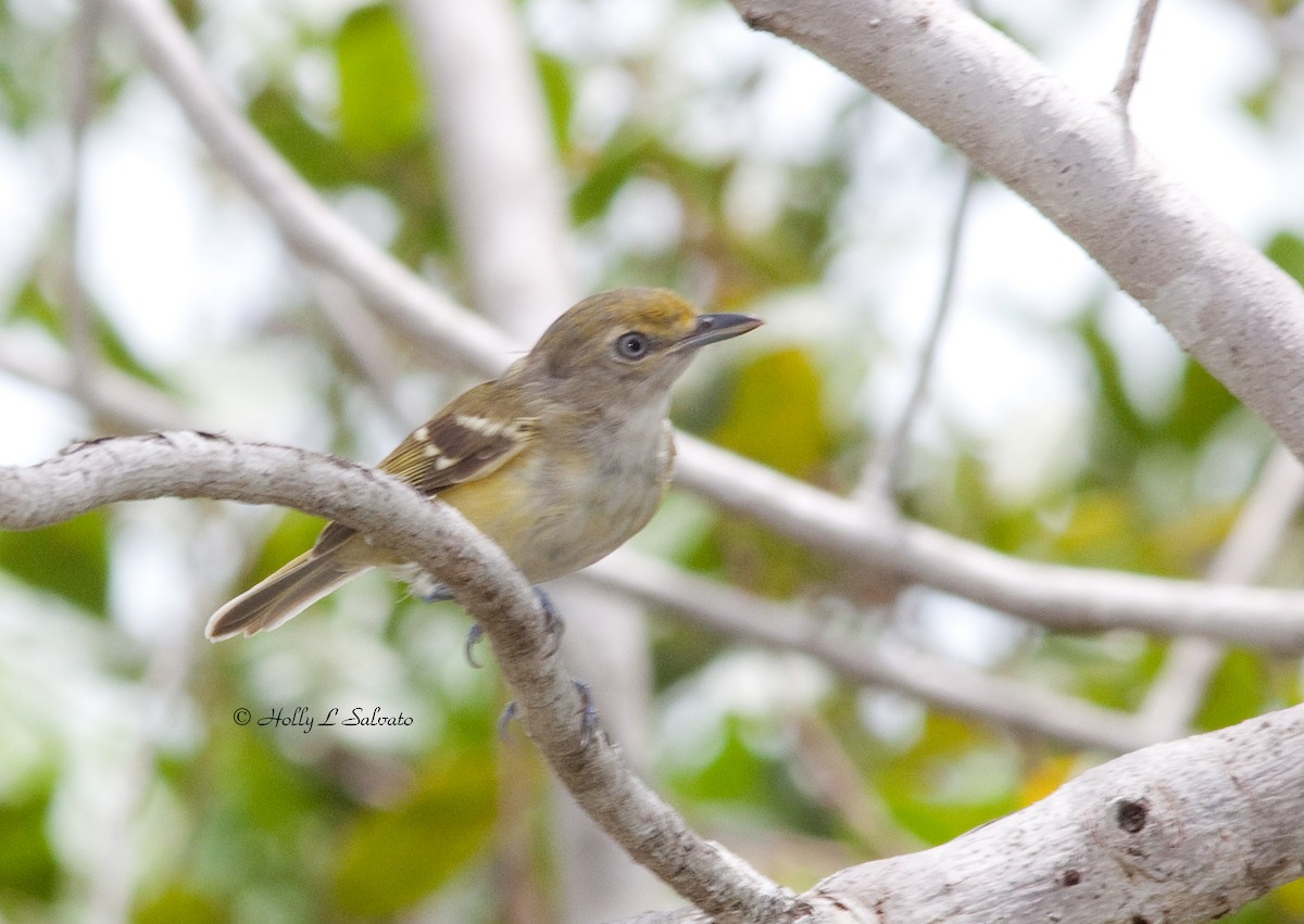 White-eyed Vireo - Mark and Holly Salvato