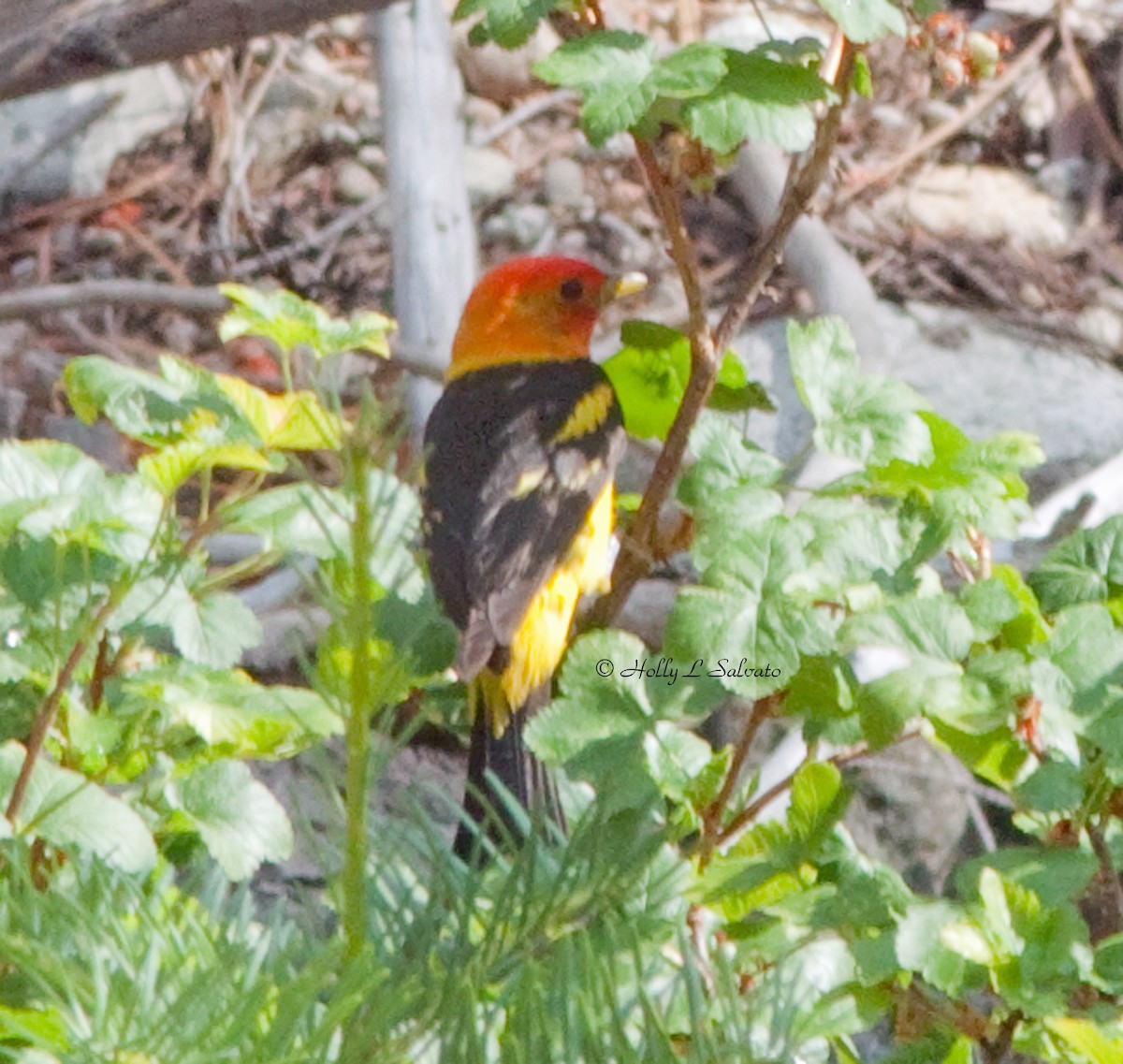 Western Tanager - Mark and Holly Salvato