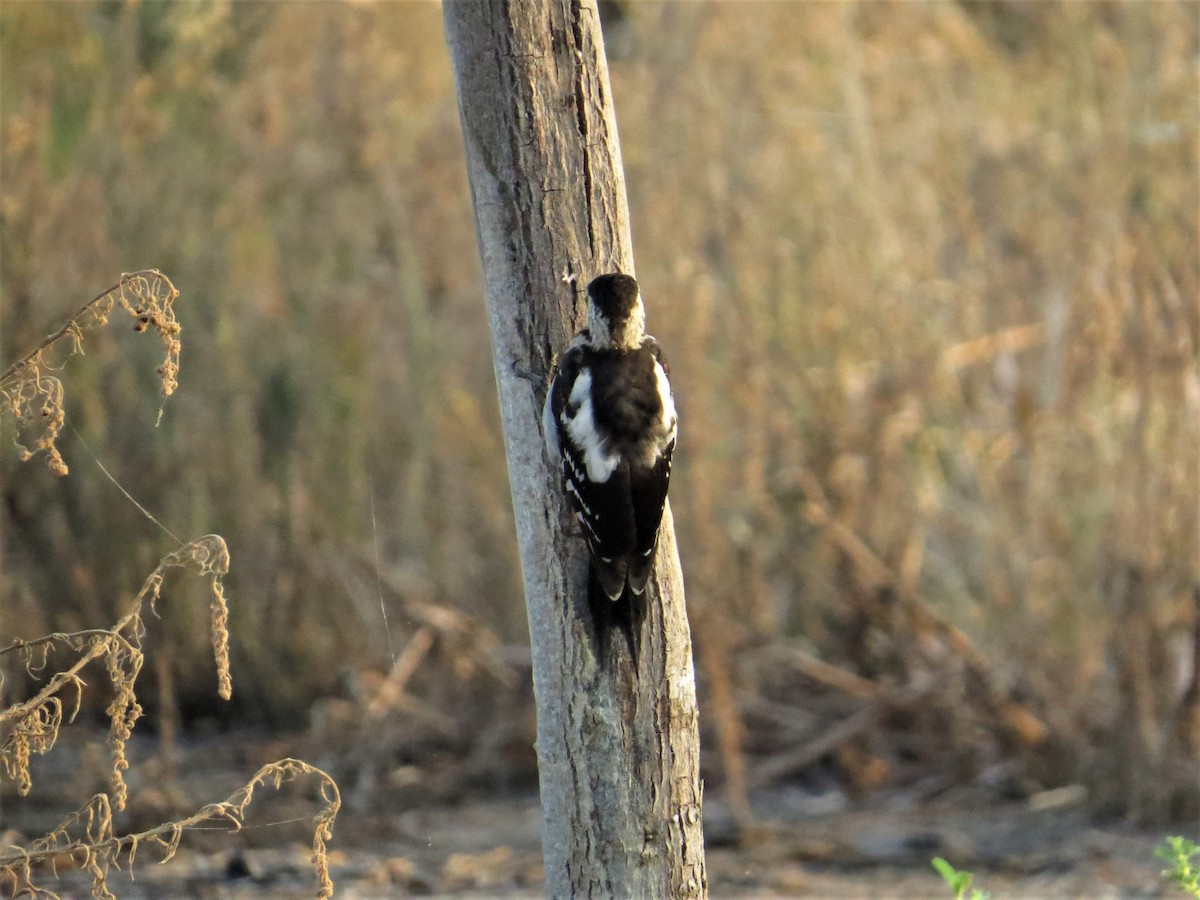 Syrian Woodpecker - ML66956121