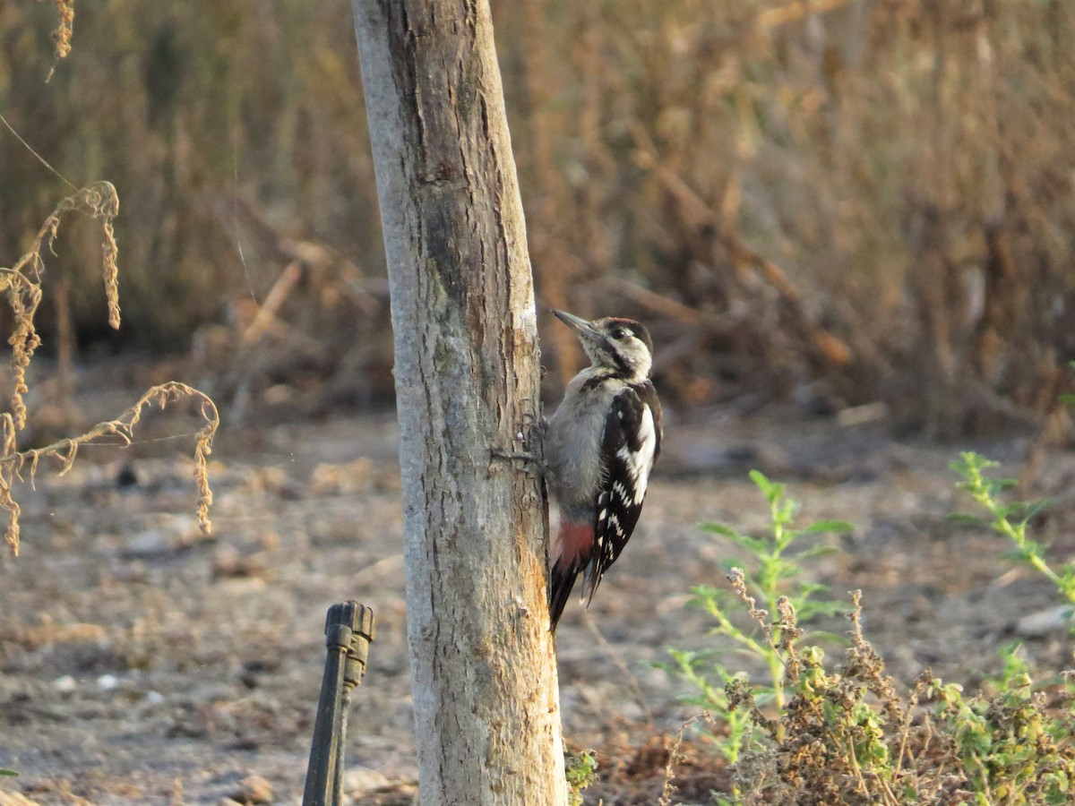 Syrian Woodpecker - ML66956141