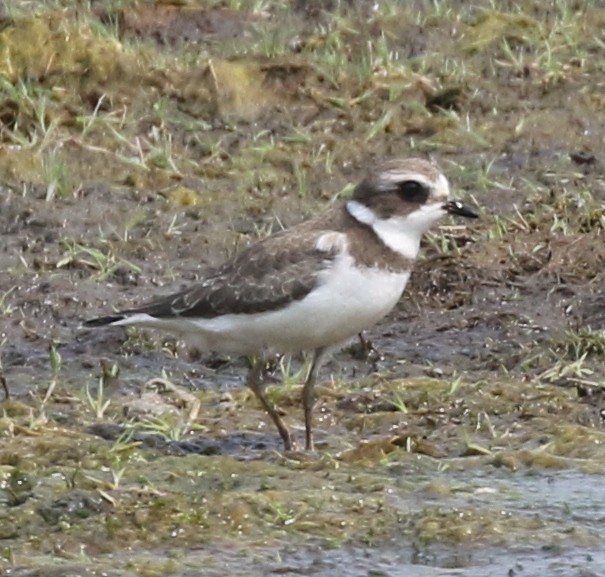 Semipalmated Plover - Debby Parker