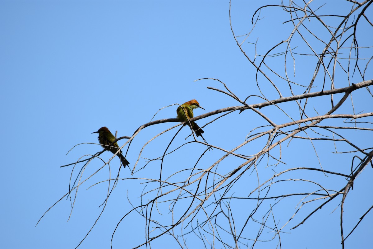 Asian Green Bee-eater - Thanakrit Ithisampandh
