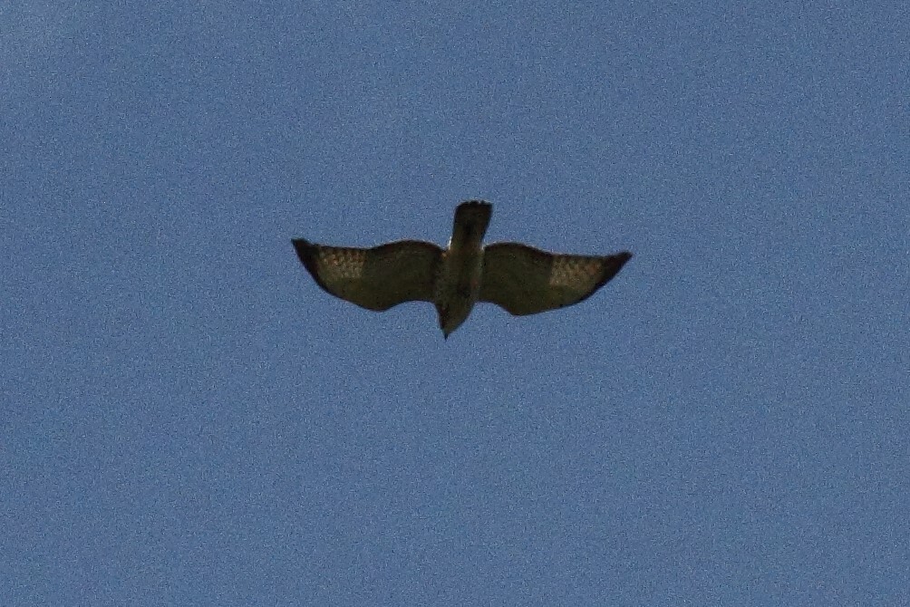 Broad-winged Hawk - Bill Howe