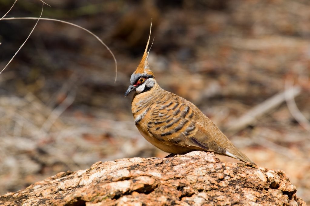 Spinifex Pigeon - ML66962511