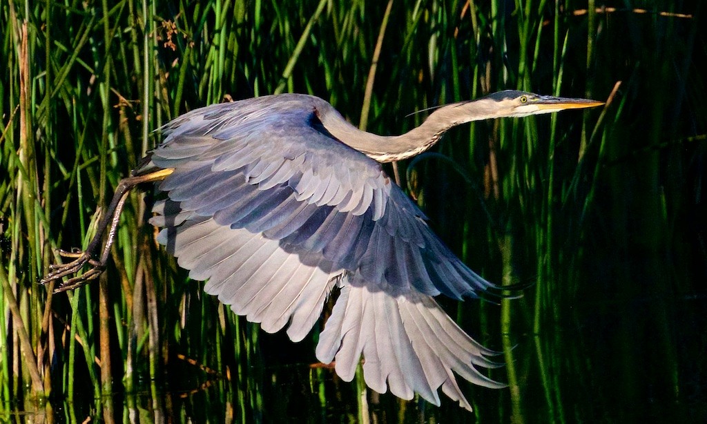 Great Blue Heron - Ed Harper