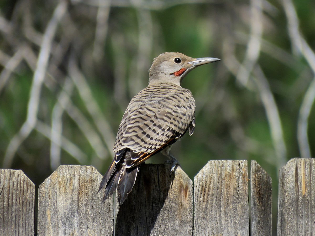 Northern Flicker (Red-shafted) - Meg Reck