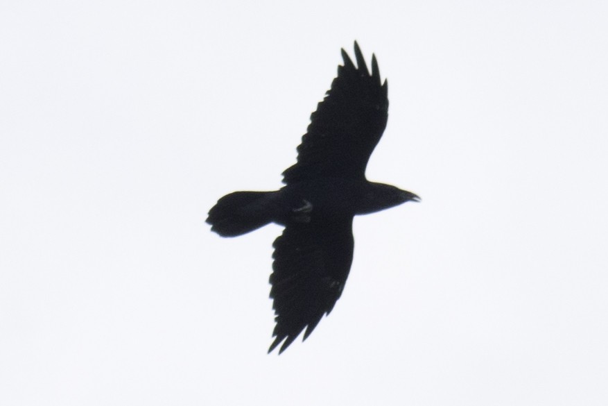 Common Raven - ML66976941