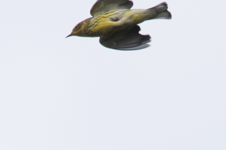Cape May Warbler - ML66976971