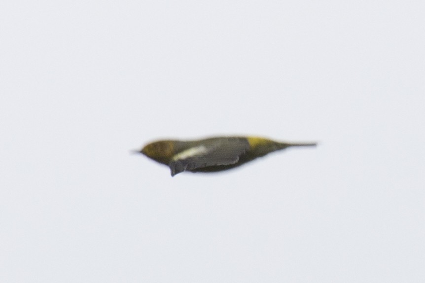 Cape May Warbler - ML66976981
