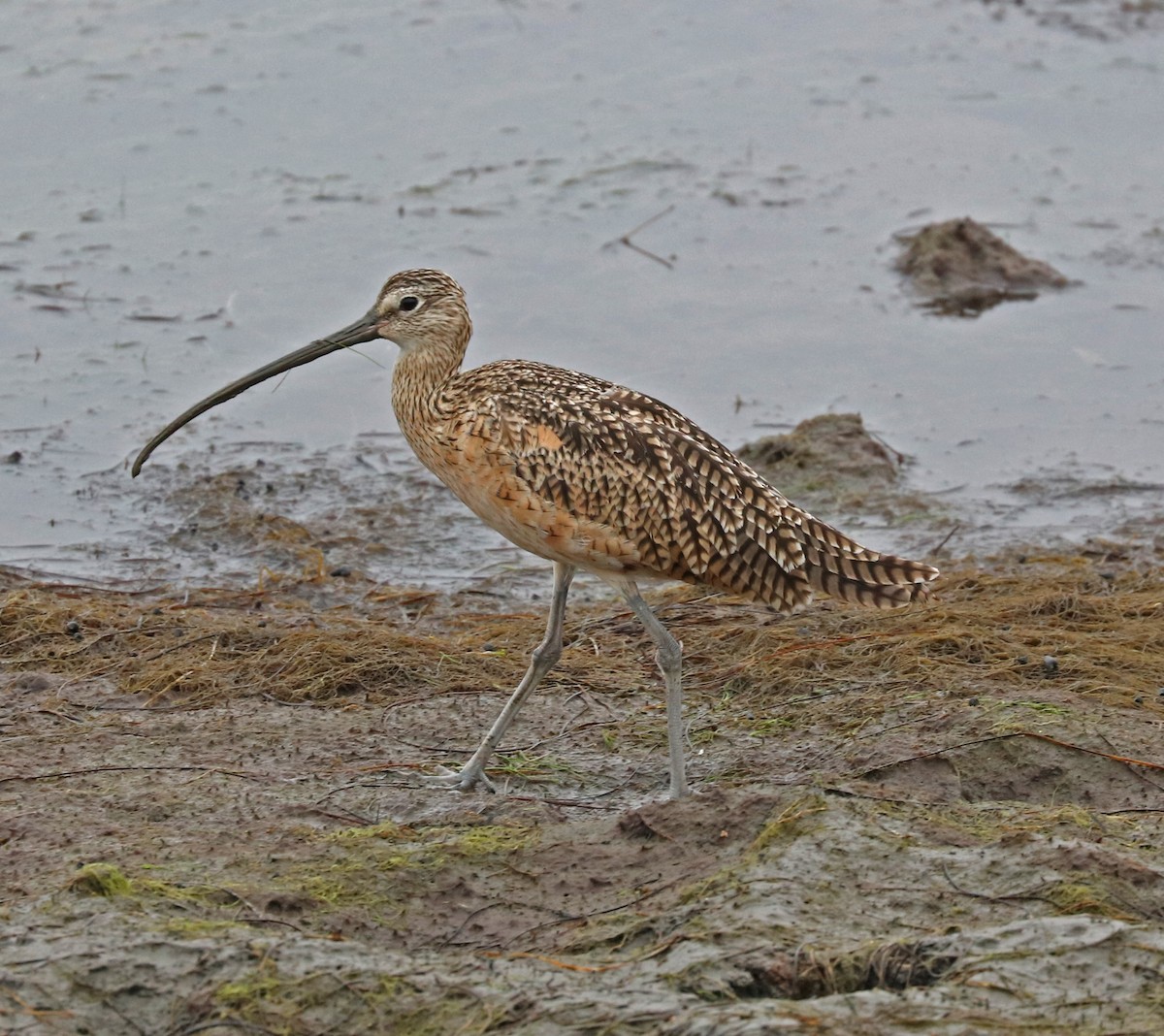 Long-billed Curlew - ML66978281