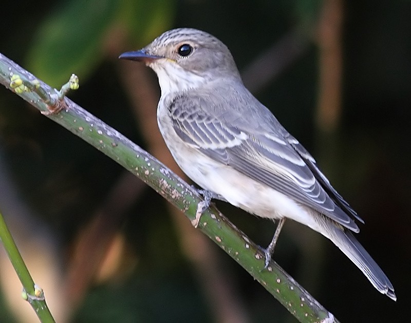 Spotted Flycatcher - Luis Rodrigues