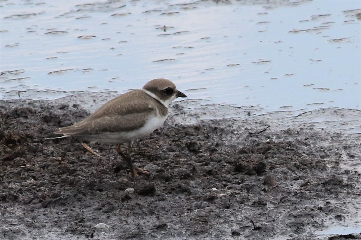Semipalmated Plover - ML66982191