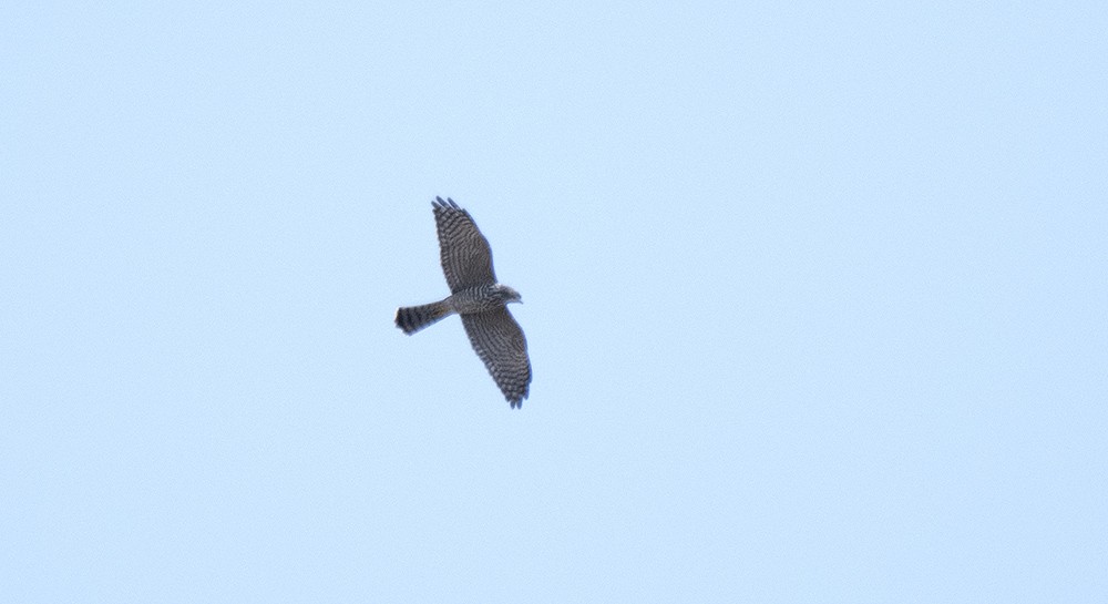Levant Sparrowhawk - Ferit Başbuğ