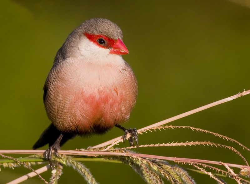 Common Waxbill - Luis Rodrigues