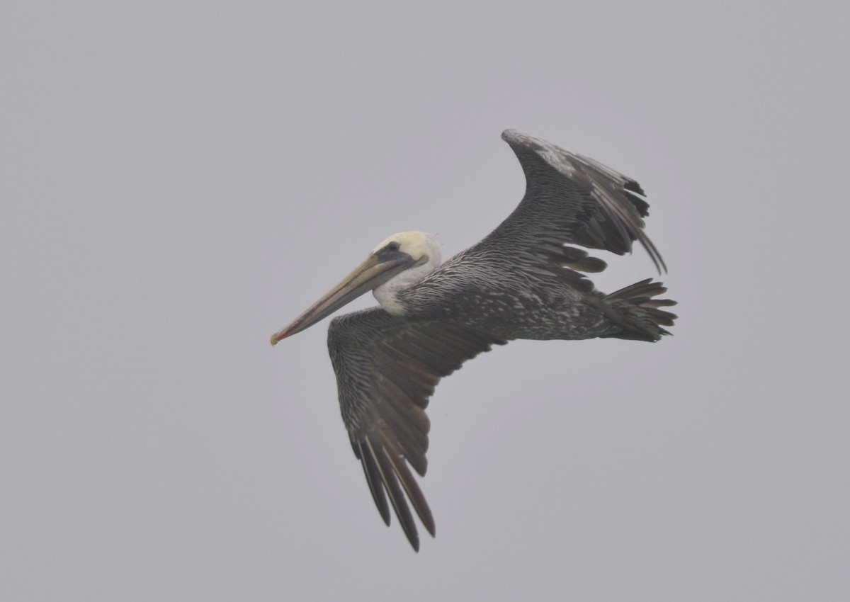 Brown Pelican (California) - Catherine Zinsky