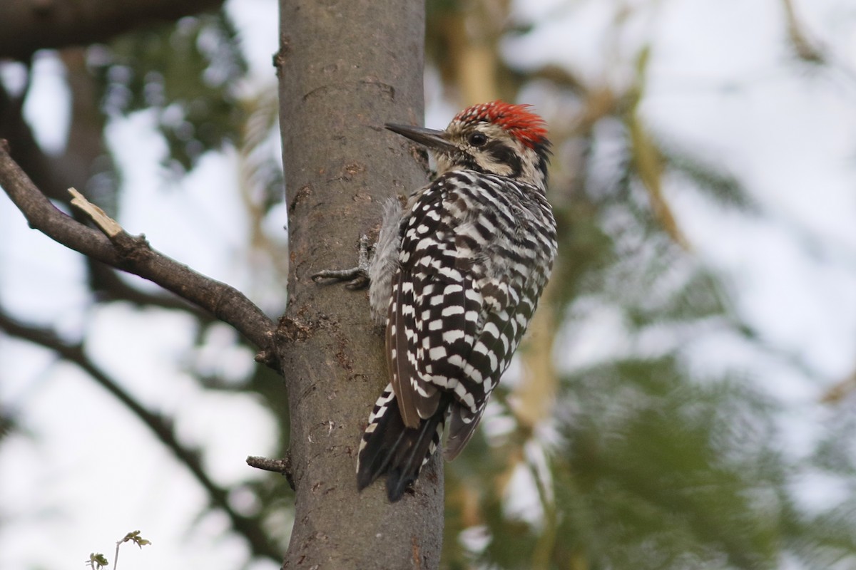 Ladder-backed Woodpecker - John C Sullivan