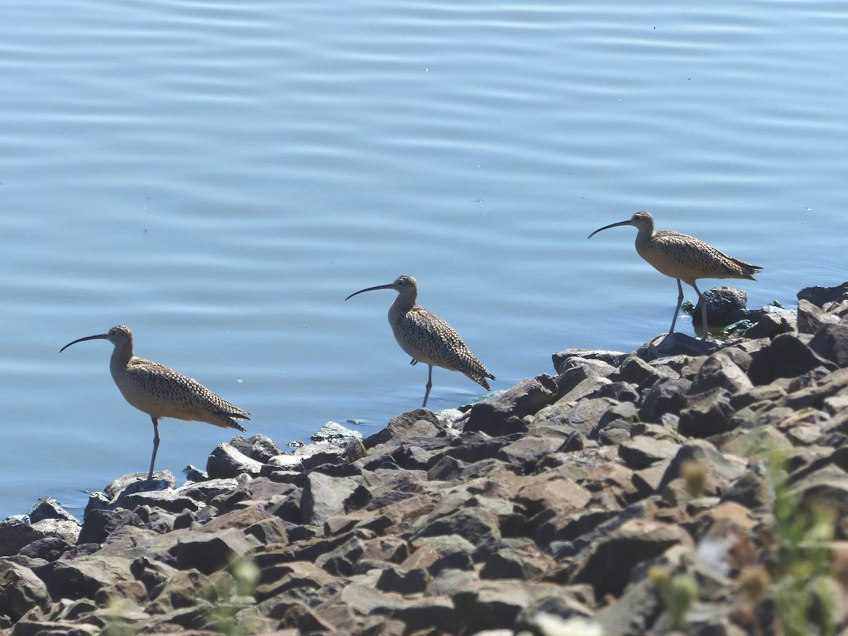 Long-billed Curlew - ML66989981