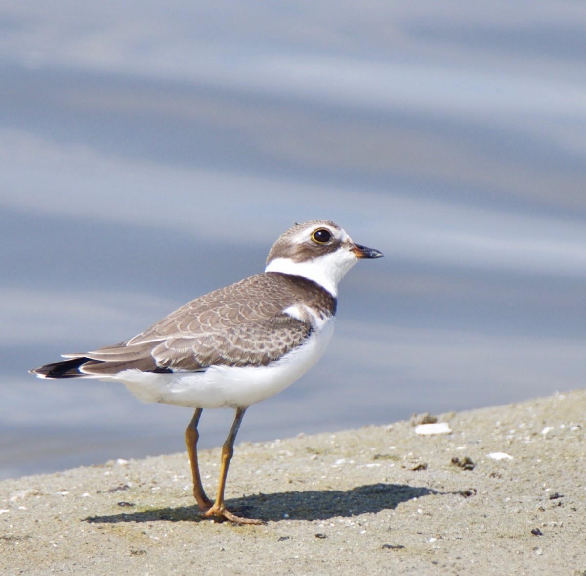 Semipalmated Plover - ML66990221