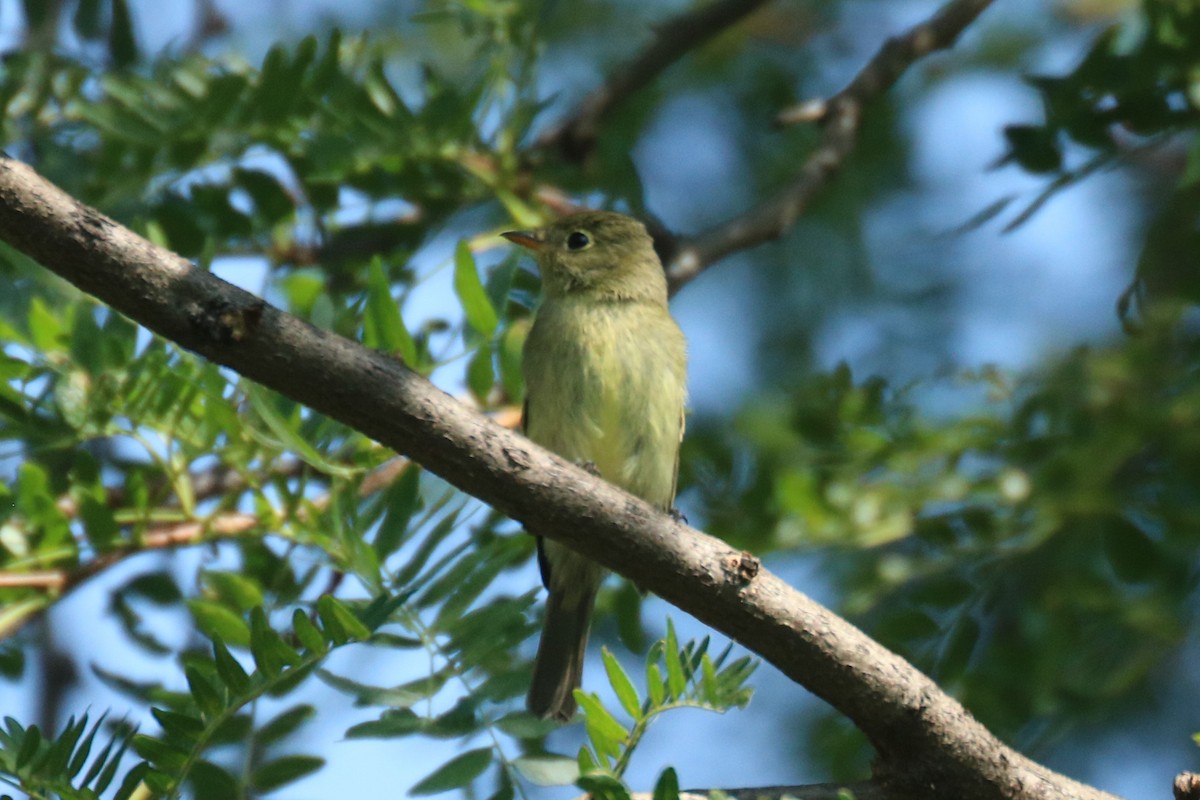 Yellow-bellied Flycatcher - Andrew E and Rebecca A Steinmann