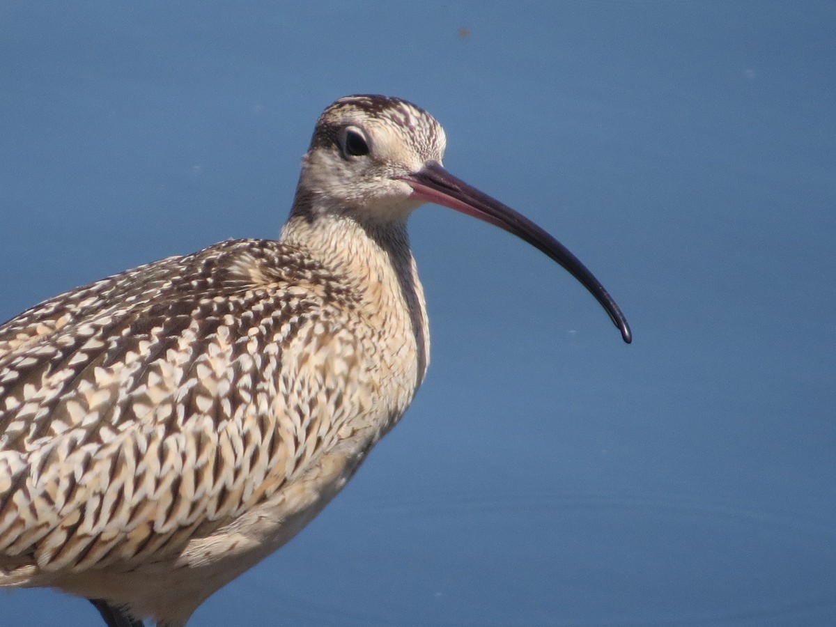 Long-billed Curlew - ML66993701