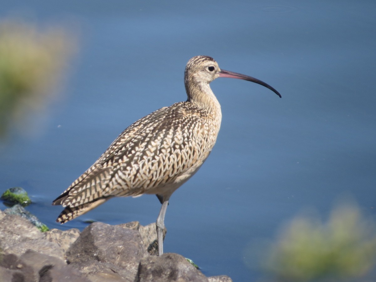 Long-billed Curlew - ML66993761