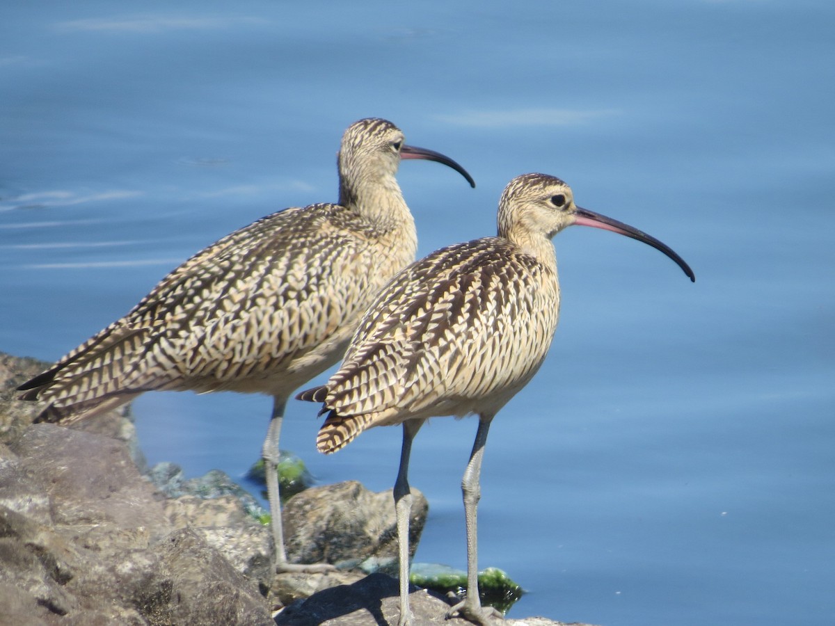 Long-billed Curlew - ML66993821