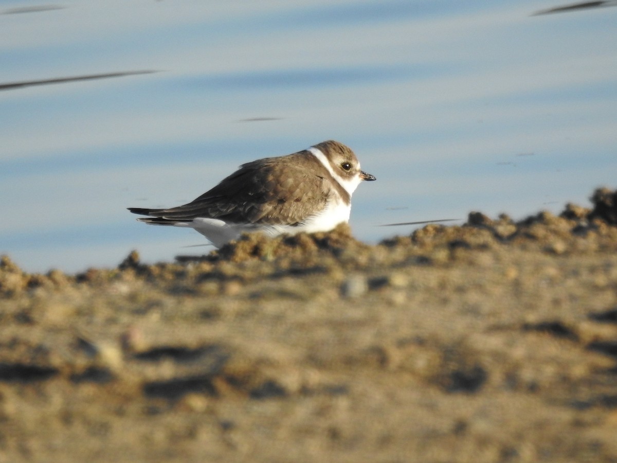 Semipalmated Plover - Rick Luehrs