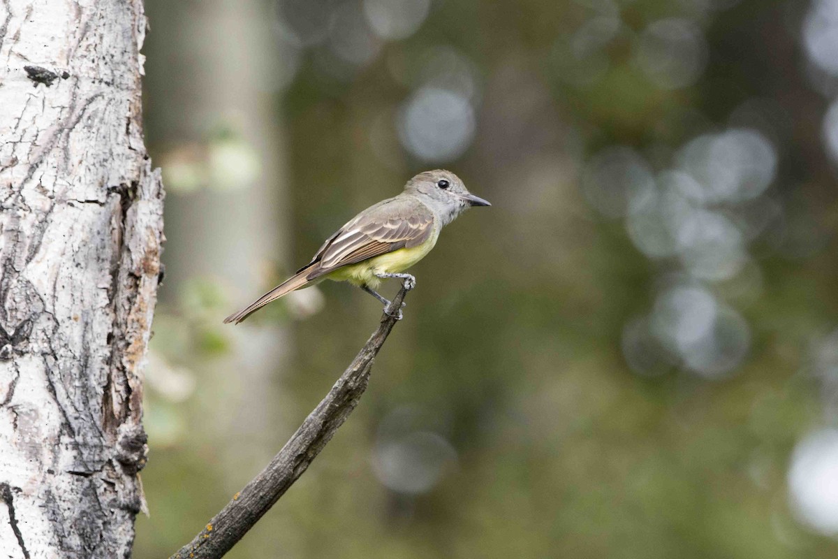 Great Crested Flycatcher - Chris Rees