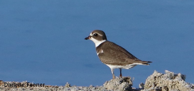 Semipalmated Plover - ML66996611