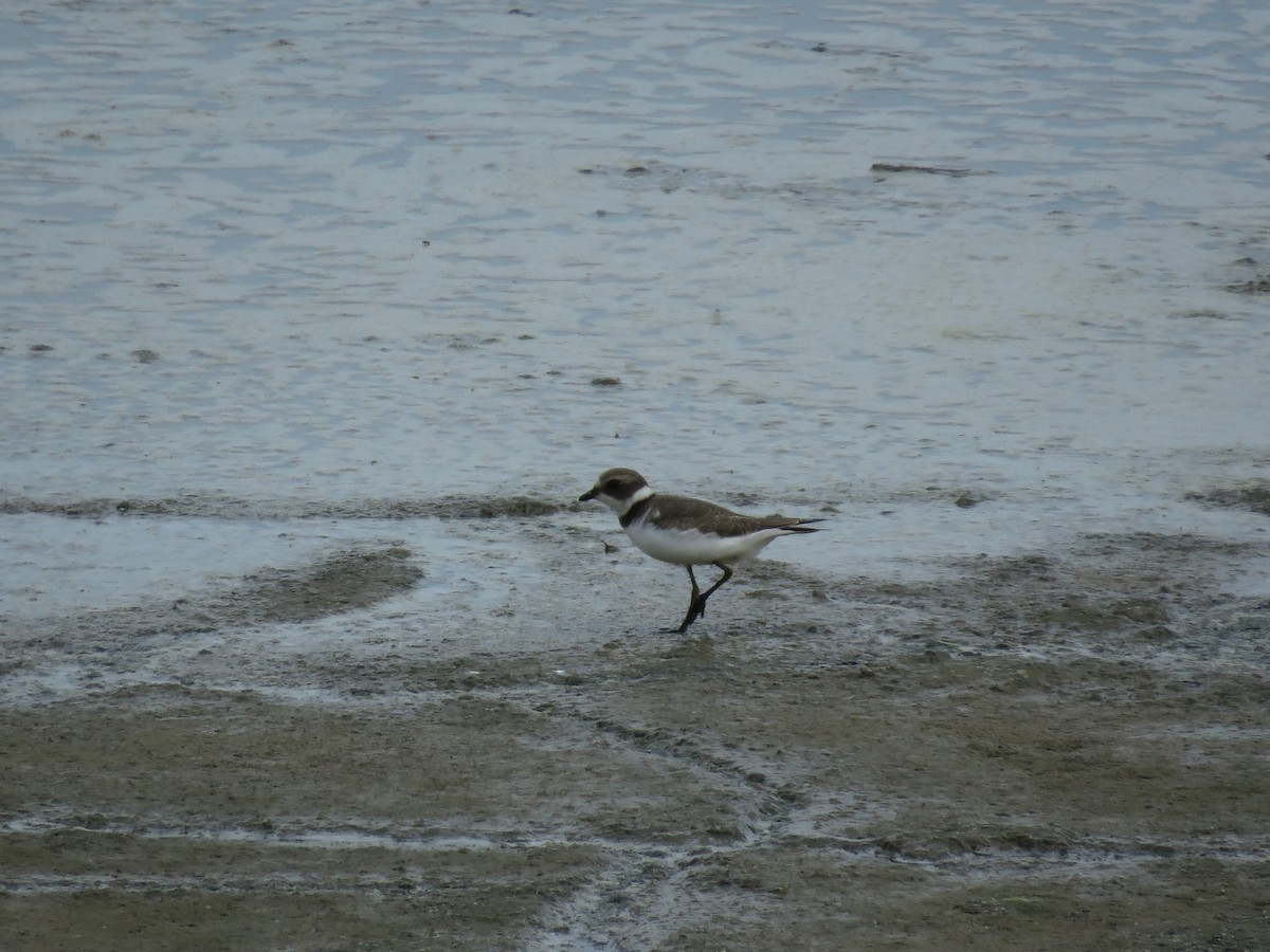 Semipalmated Plover - ML66997091