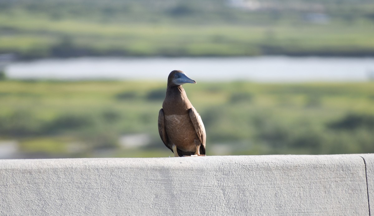 Brown Booby - ML66998051