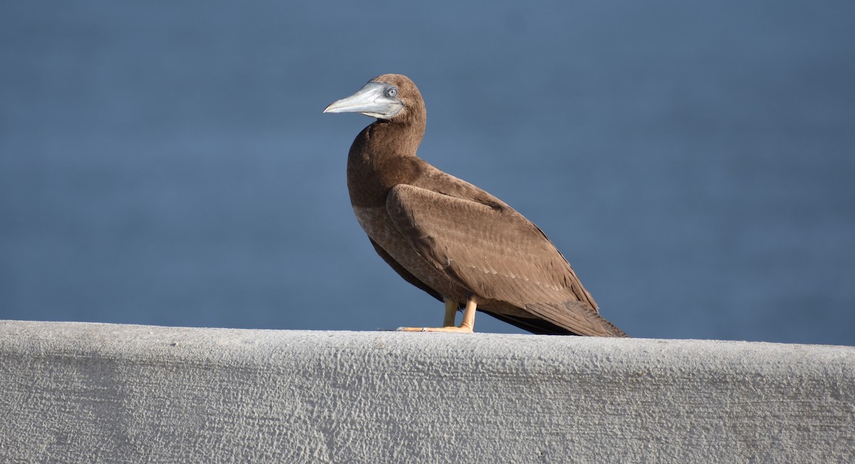 Brown Booby - ML66998061